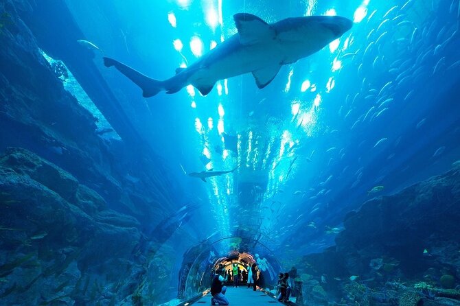 Dubai Aquarium and Underwater Zoo - Walking the 48-meter, 270-degree tunnel