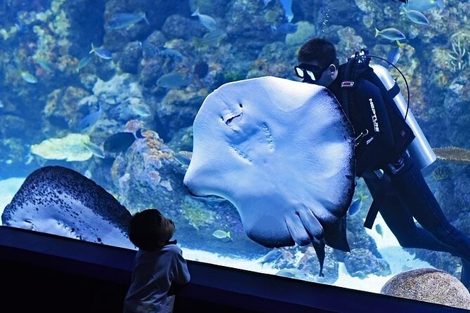 Dubai Aquarium underater zoo penguin cove with optional transport - VIP Glass-Bottom Boat Tour and Fish Feeding: Is It Worth the Upgrade?