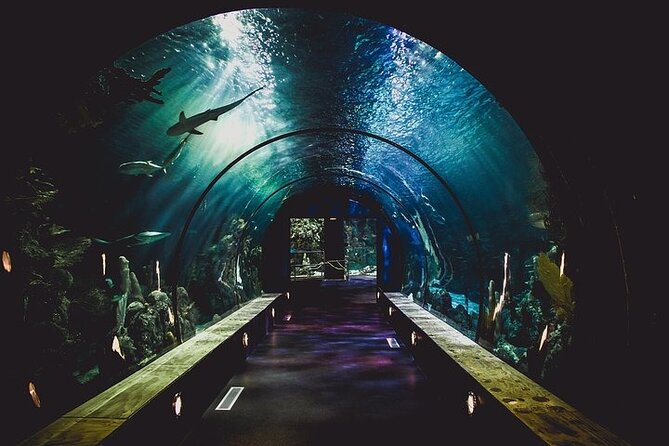 Dubai Aquarium underater zoo penguin cove with optional transport - Price and Value: What You’re Really Paying for at $89