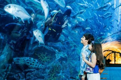 Dubai Aquarium & Underwater Zoo - Price and Value: Is $51.89 Worth It?