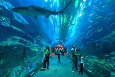 Dubai Aquarium & Underwater Zoo with Penguin Cove - Underwater tunnel magic: what 48 meters changes about your photos