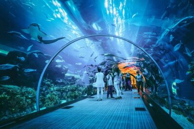 Dubai Mall Aquarium and Underwater Zoo Ticket - The Underwater Tunnel: Why the 270-Degree Walk Feels Different