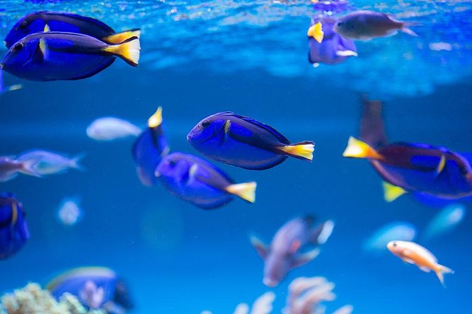 Dubai Mall Aquarium & Underwater Zoo with Penguin Cove Tickets - Dubai Mall Aquarium: Why the Underwater Tunnel is the main event