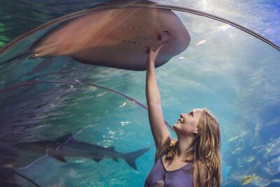 Dubai Mall Aquarium & Underwater Zoo with Penguin Cove Tickets - The giant tank route: What you’ll see in the 10 million liter exhibit