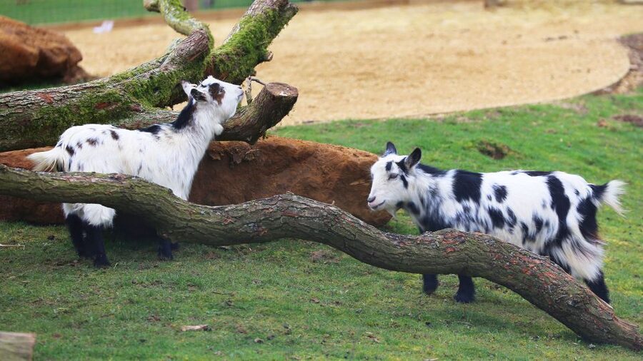 Dunstable: Whipsnade Zoo Full-Day Entrance Ticket - Key highlights that make this ticket worth your time