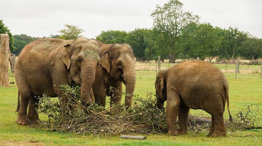 Dunstable: Whipsnade Zoo Full-Day Entrance Ticket - Dunstable’s Whipsnade Zoo: what a full day really delivers