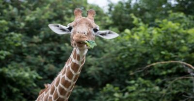 Dunstable: Whipsnade Zoo Full-Day Entrance Ticket - Entering the grounds: getting your bearings fast