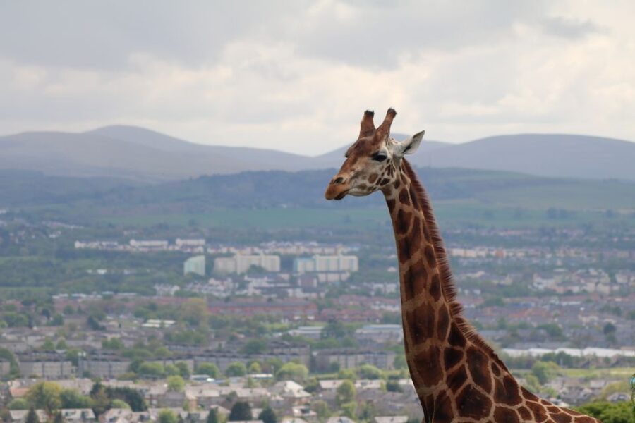Edinburgh Zoo Entrance Ticket - Getting To Edinburgh Zoo Without Making It Complicated