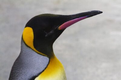 Edinburgh Zoo Entrance Ticket - What Your Entrance Ticket Includes (And How to Use It)
