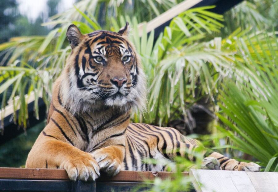Edinburgh Zoo Entrance Ticket - Finding Your Route on 82 Acres of Hill Walking