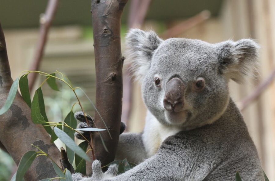 Edinburgh Zoo Entrance Ticket - Keeper Talks and Animal Encounters: How to Get More From Less