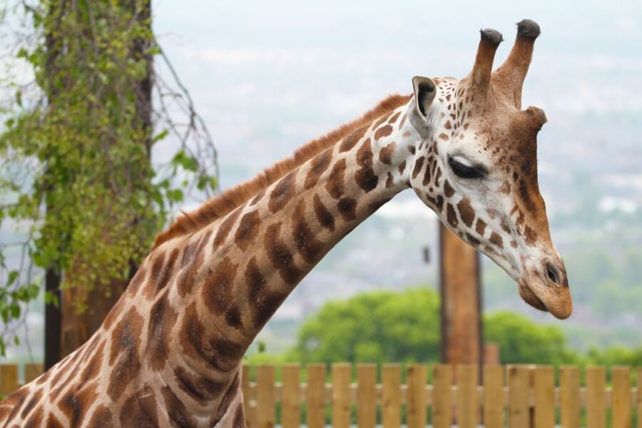 Edinburgh Zoo Entrance Ticket - Time Planning: How Long You Really Need