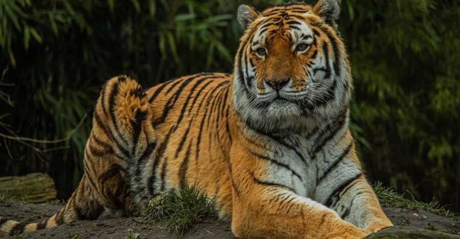 Eindhoven Zoo Entry Ticket - A One-Day Plan That Feels Like a Real Day Out