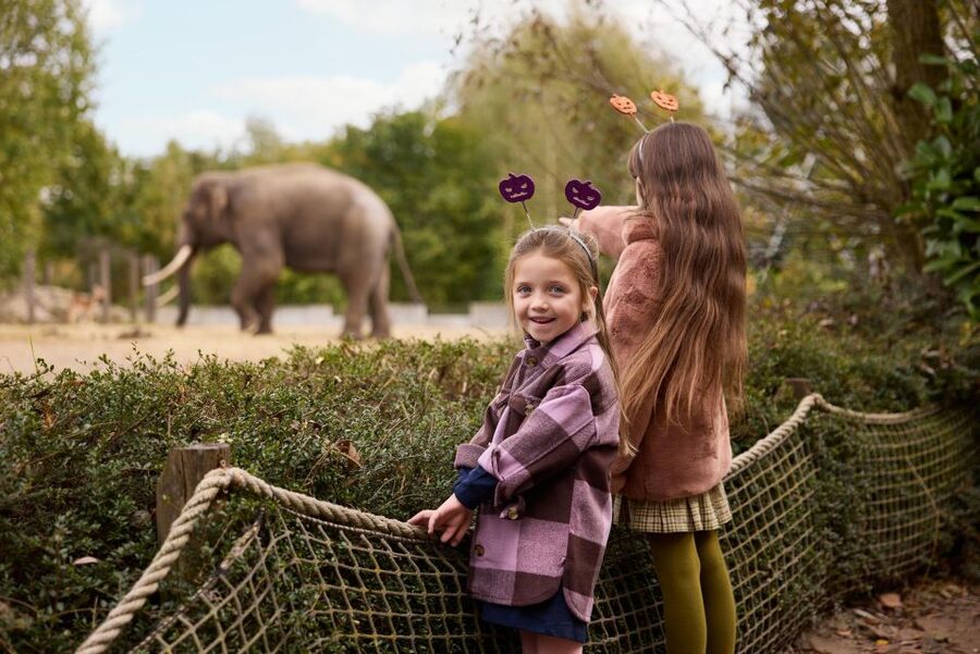 Eindhoven Zoo Entry Ticket - Bird Power With 400 Species: How to Enjoy It Without Getting Tired