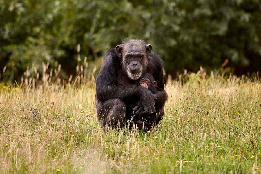 Eindhoven Zoo Entry Ticket - Chimps, Red Pandas, and Meerkats: Where the Day Gets Quirky