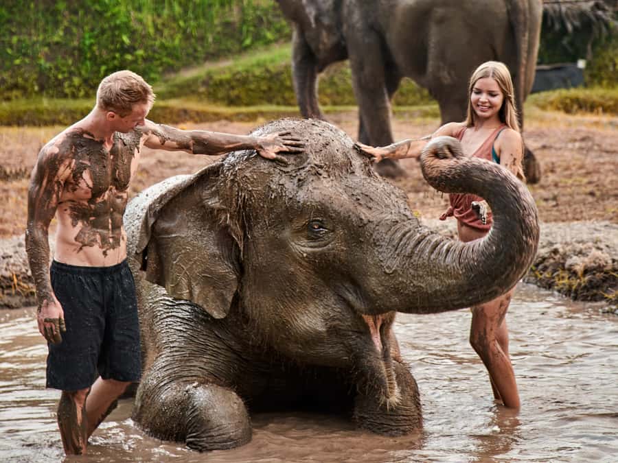 Elephant Care Experience with Mud Bath at Bali Zoo - Key highlights you’ll care about