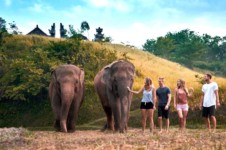 Elephant Care Experience with Mud Bath at Bali Zoo - Getting from your hotel to Bali Zoo (and why timing matters)