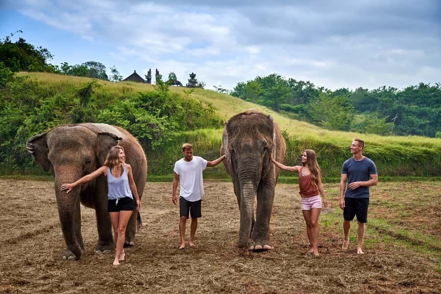 Elephant Care Experience with Mud Bath at Bali Zoo - Feeding Sumatran elephants fruit (and staying on the right side of the moment)