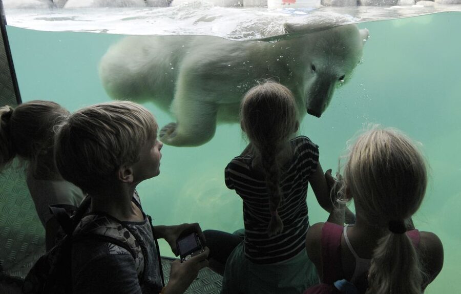 Emmen: Wildlands Adventure Zoo and Rimbula River Boat Ride - Key Things to Know Before You Go