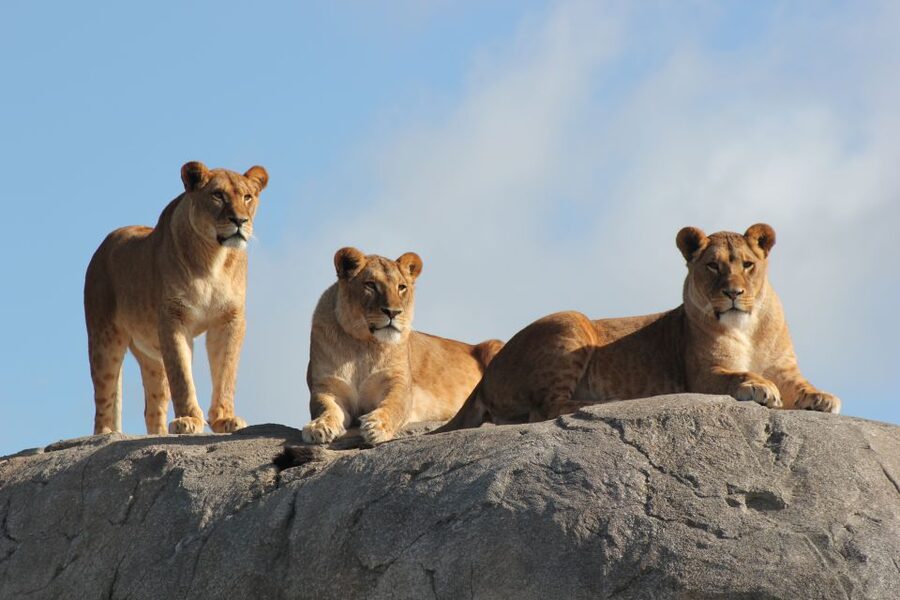 Emmen: Wildlands Adventure Zoo and Rimbula River Boat Ride - Rain-Proof Fun for Drenthe: Why This Works So Well in Any Weather