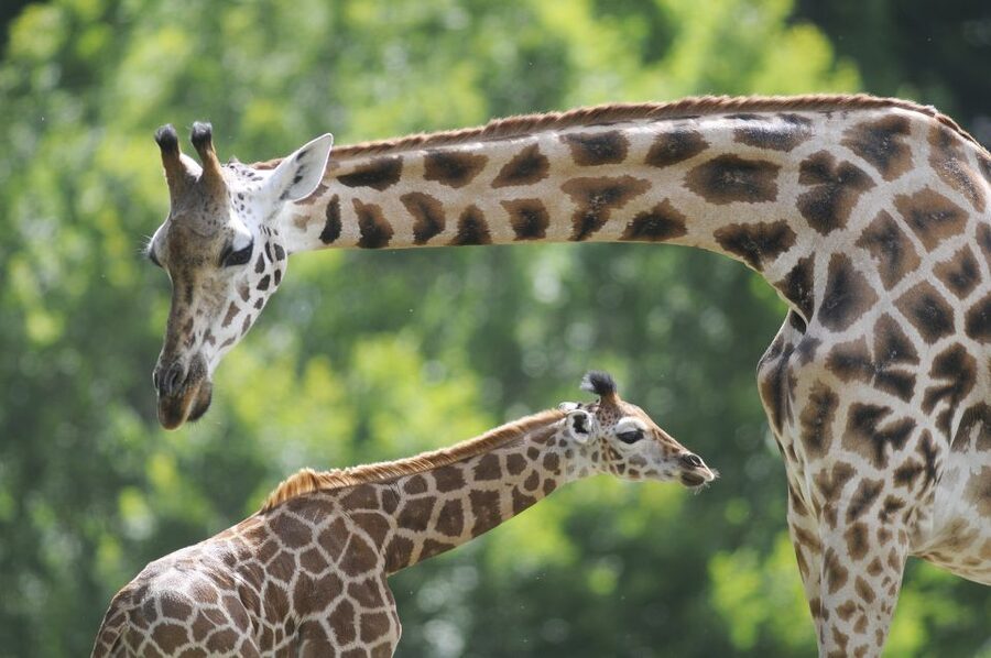 Emmen: Wildlands Adventure Zoo and Rimbula River Boat Ride - Safari Truck Through the Savanna: Up Close With Giraffes, Zebras, and Rhinos
