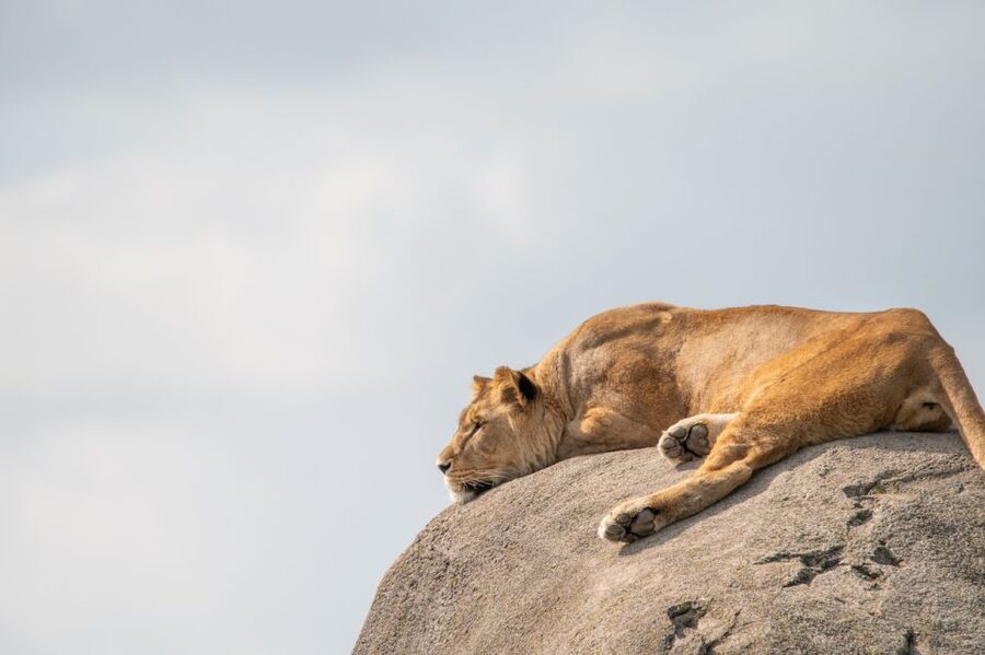 Emmen: Wildlands Adventure Zoo and Rimbula River Boat Ride - Animal Caretaker Talks and How to Use Them