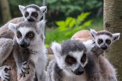 Entry ticket to Hoo Zoo and Dinosaur World in Telford - Price and value for an 8-hour family ticket