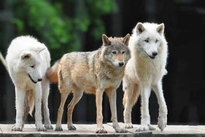 Entry ticket to Hoo Zoo and Dinosaur World in Telford - Stop 1: Hoo Zoo and Dinosaur World, from wolves to capybaras