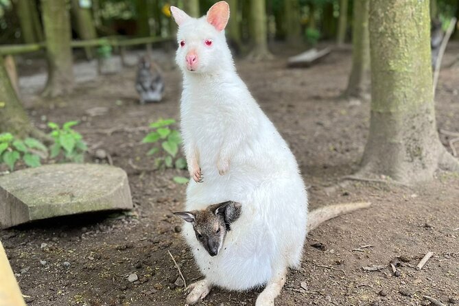 Entry ticket to Hoo Zoo and Dinosaur World in Telford - Keeper talks and feeding activities: how to build the best day