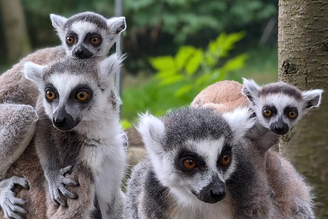 Entry ticket to Hoo Zoo and Dinosaur World in Telford - Price and value for an 8-hour family ticket