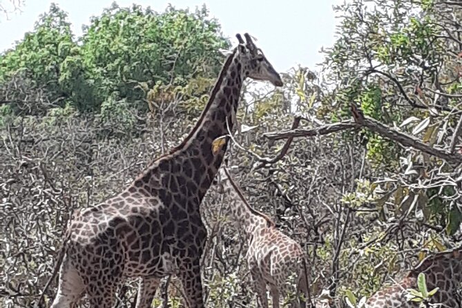 Fathala Wildlife Park - Key things that make this tour work