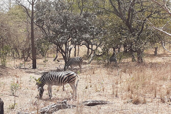 Fathala Wildlife Park - Fathala Wildlife Reserve: how you end up seeing animals