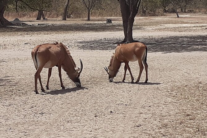 Fathala Wildlife Park - Time budget: why this tour feels long (and when that’s okay)