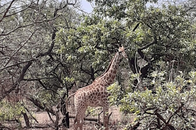 Fathala Wildlife Park - Price and value: what $248.03 buys you