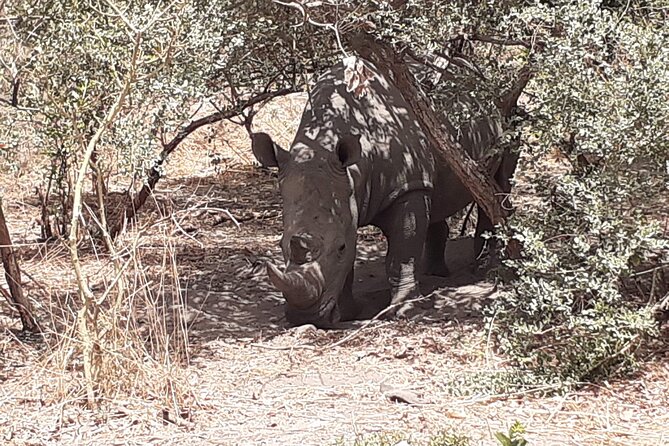 Fathala Wildlife Park - Should you try the Lion Walk while you’re there?