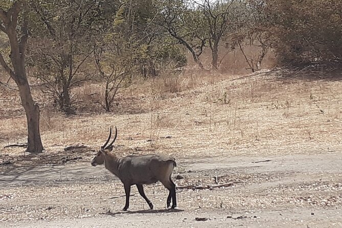 Fathala Wildlife Park - The safari-style 4x4 drive: comfort, views, and how to prepare