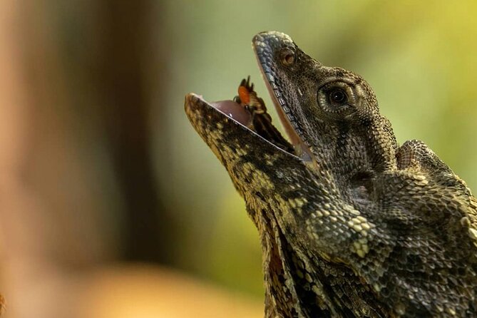 Featherdale Wildlife Park with Exclusive Private Transfers - Private door-to-door transfers for a short-day win