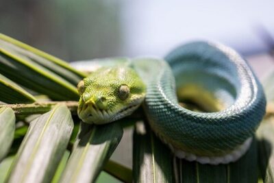 Featherdale Wildlife Park with Exclusive Private Transfers - Featherdale time: about 3 hours that’s built for close encounters