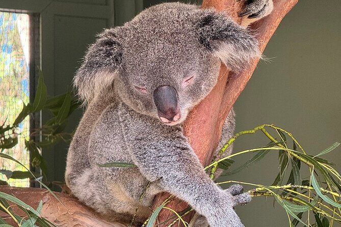 Featherdale Wildlife Park with Exclusive Private Transfers - Practical tips to get your best day out of 4 hours