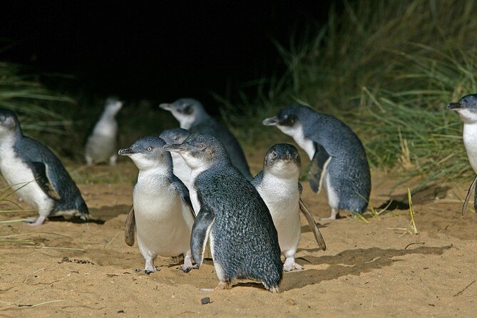 Featherdale Wildlife Park with Exclusive Private Transfers - Who this fits best (and who should choose another plan)