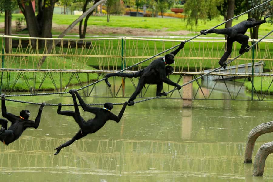 From Bogota: Jaime Duque Park and zoo with ticket included - Caribbean Sea replica and naval stories: a fun change of pace