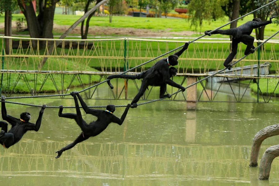 From Bogota: Jaime Duque Park and zoo with ticket included - Iron City and the panoramic train ride: use this time wisely
