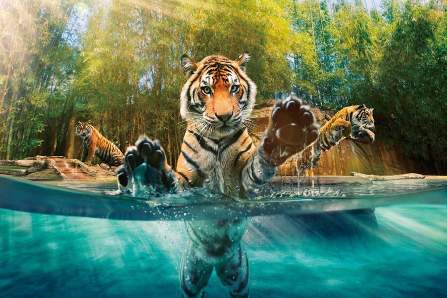 From Brisbane: Australia Zoo Ticket and Roundtrip Transfer - Key highlights to look for