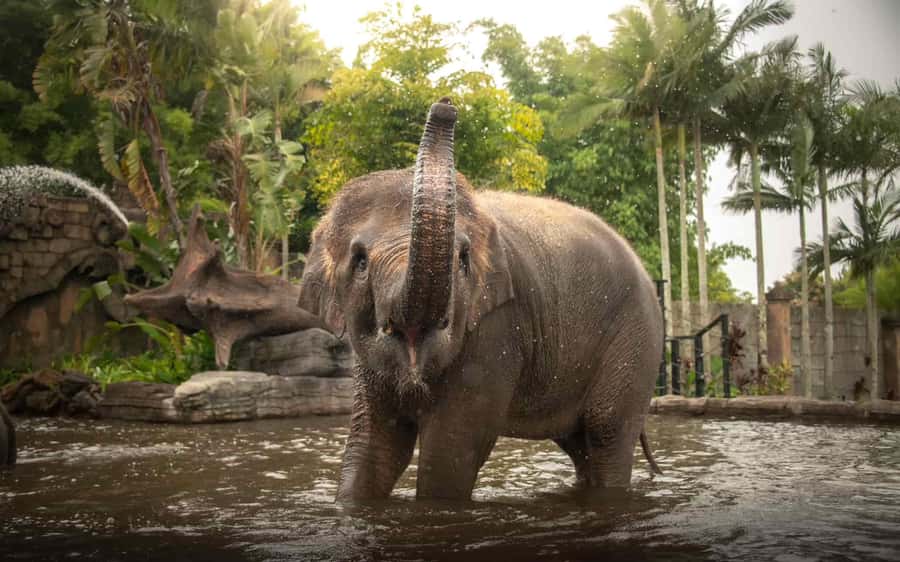 From Brisbane: Australia Zoo Transfer and Entry Ticket - Brisbane Pickup, the Air-Conditioned Ride, and the Real Meaning of Convenience