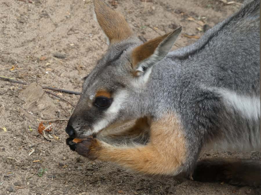 From Brisbane: Day Trip to Noosa, Glass House Mtns and Zoo - Price and logistics: what $175 buys, plus what to plan for