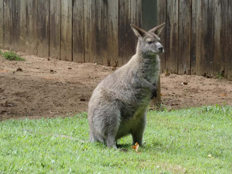 From Brisbane: Day Trip to Noosa, Glass House Mtns and Zoo - Should you book this Brisbane-to-Sunshine-Coast day trip?