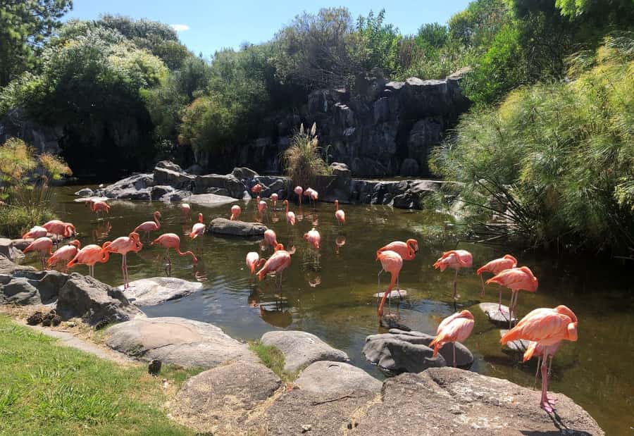 From Buenos Aires: Temaiken Zoo Tour with Ticket Included - Key highlights to look for