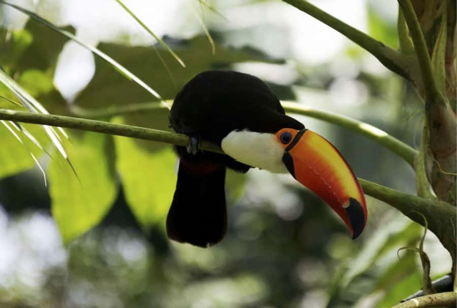 From Buenos Aires: Temaiken Zoo Tour with Ticket Included - Should you book Temaikén Biopark from Buenos Aires?