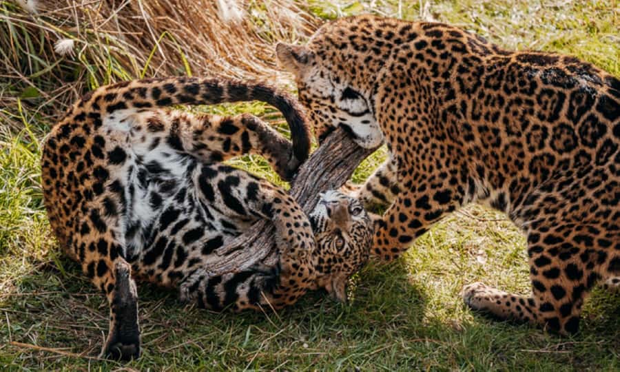 From Buenos Aires: Temaiken Zoo Tour with Ticket Included - Leaving Buenos Aires for Temaikén: a 6-hour reality check
