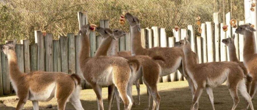 From Buenos Aires: Temaiken Zoo Tour with Ticket Included - La Chacra farm stop: calves, goats, sheep, and garden time